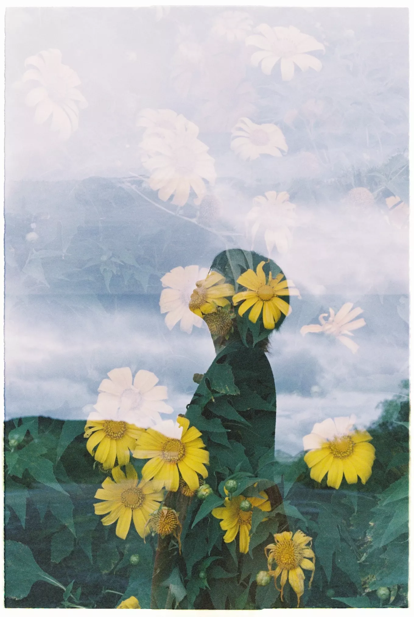Photo of a woman's silhouette superimposed on a background of yellow flowers